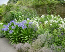 Planting schemes for borders
