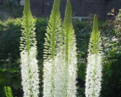 Erenumus stonophyllus in border