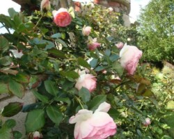 Folly with windows and roses