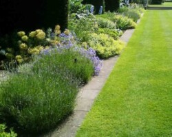 Blue and white herbaceous border