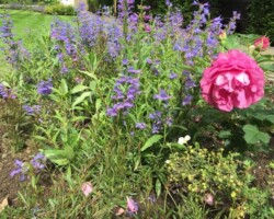 Planting Schemes at Iqon Ltd