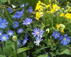 Spring bulb planting at Iqon Ltd